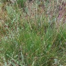 Schoenus nigricans L.Schoenus nigricans L.