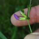 Vicia sativa L. subsp. nigra Ehrh.Vicia sativa L. subsp. nigra Ehrh.