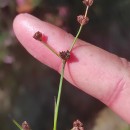 Juncus bulbosus L.Juncus bulbosus L.