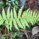 Athyrium filix-femina (L.) RothAthyrium filix-femina (L.) Roth