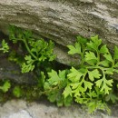 Anogramma leptophylla (L.) LinkAnogramma leptophylla (L.) Link