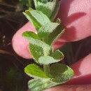 Hypericum elodes L.Hypericum elodes L.
