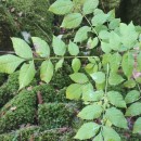 Fraxinus excelsior L.Fraxinus excelsior L.
