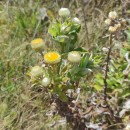 Helichrysum foetidum (L.) Cass.Helichrysum foetidum (L.) Cass.