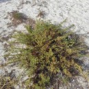Artemisia crithmifolia L.Artemisia crithmifolia L.