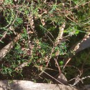 Calluna vulgaris (L.) HullCalluna vulgaris (L.) Hull