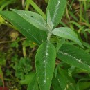 Buddleja davidii Franch.Buddleja davidii Franch.