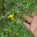 Genista florida L.Genista florida L.