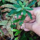 Euphorbia amygdaloides  L.Euphorbia amygdaloides L.