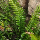 Asplenium marinum L.Asplenium marinum L.