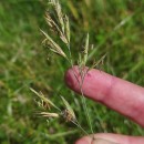 Festuca rivularis Boiss.Festuca rivularis Boiss.