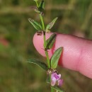 Scutellaria minor Huds.Scutellaria minor Huds.