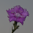 Dianthus hyssopifolius  L.Dianthus hyssopifolius  L.