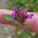 Prunella vulgaris L.Prunella vulgaris L.