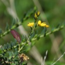 Genista ancistrocarpa SpachGenista ancistrocarpa Spach