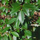 Laurus nobilis L.Laurus nobilis L.