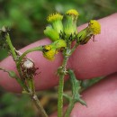 Senecio vulgaris L.Senecio vulgaris L.