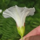 Calystegia sepium (L.) R. Br.Calystegia sepium (L.) R. Br.