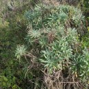 Matthiola incana (L.) R. Br.Matthiola incana (L.) R. Br.