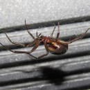 Steatoda nobilis (Thorell, 1875)Steatoda nobilis (Thorell, 1875)