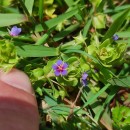 Lysimachia foemina (Mill.) U.Manns & Anderb.Lysimachia foemina (Mill.) U.Manns & Anderb.