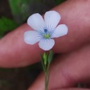 Linum bienne Mill.Linum bienne Mill.