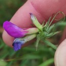Vicia sativa L. subsp. nigra Ehrh.Vicia sativa L. subsp. nigra Ehrh.