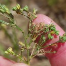 Polycarpon tetraphyllum (L.) L. subsp. tetraphyllumPolycarpon tetraphyllum (L.) L. subsp. tetraphyllum