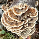 Trametes versicolor (L.) Lloyd 1921Trametes versicolor (L.) Lloyd 1921