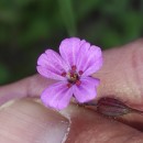 Geranium robertianum L.Geranium robertianum L.