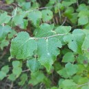 Betula celtiberica Rothm. & Vasc.Betula celtiberica Rothm. & Vasc.