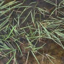 Antinoria agrostidea (DC.) Parl.Antinoria agrostidea (DC.) Parl.