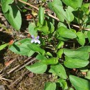 Viola lactea Sm.Viola lactea Sm.