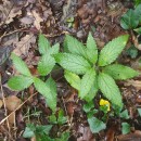 Mercurialis perennis L.Mercurialis perennis L.