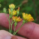 Crepis capillaris (L.) Wallr.Crepis capillaris (L.) Wallr.