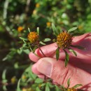Bidens frondosa L.Bidens frondosa L.