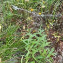 Hieracium laevigatum Willd.Hieracium laevigatum Willd.
