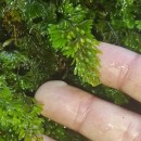 Hymenophyllum tunbrigense (L.) Sm.Hymenophyllum tunbrigense (L.) Sm.