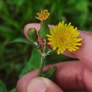 Sonchus oleraceus L.Sonchus oleraceus L.