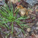 Plantago coronopus L.Plantago coronopus L.
