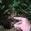 Deschampsia cespitosa (L.) P.Beauv.Deschampsia cespitosa (L.) P.Beauv.