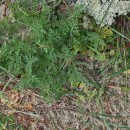 Daucus pumilus (L.) Hoffm. & LinkDaucus pumilus (L.) Hoffm. & Link