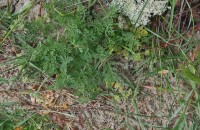 Daucus pumilus (L.) Hoffm. & LinkDaucus pumilus (L.) Hoffm. & Link