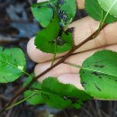 Pyrus cordata Desv.Pyrus cordata Desv.