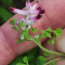 Fumaria reuteri Boiss.Fumaria reuteri Boiss.