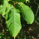 Prunus avium L.Prunus avium L.