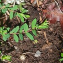 Hypericum humifusum L.Hypericum humifusum L.