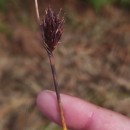 Schoenus nigricans L.Schoenus nigricans L.