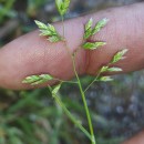 Poa annua L.Poa annua L.