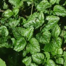 Lamium galeobdolon (L.) Crantz subsp. argentatum (Smejkal) J.Duvign.Lamium galeobdolon (L.) Crantz subsp. argentatum (Smejkal) J.Duvign.
